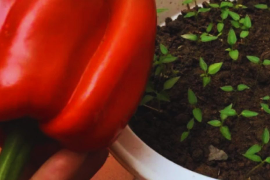 Como cultivar pimentão em casa: o segredo para ter uma produção abundante