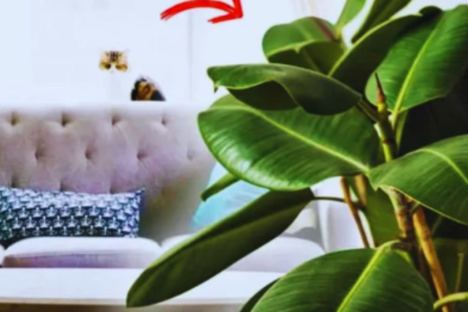 3 plantas que limpam a casa e ajudam a mantê-la limpa