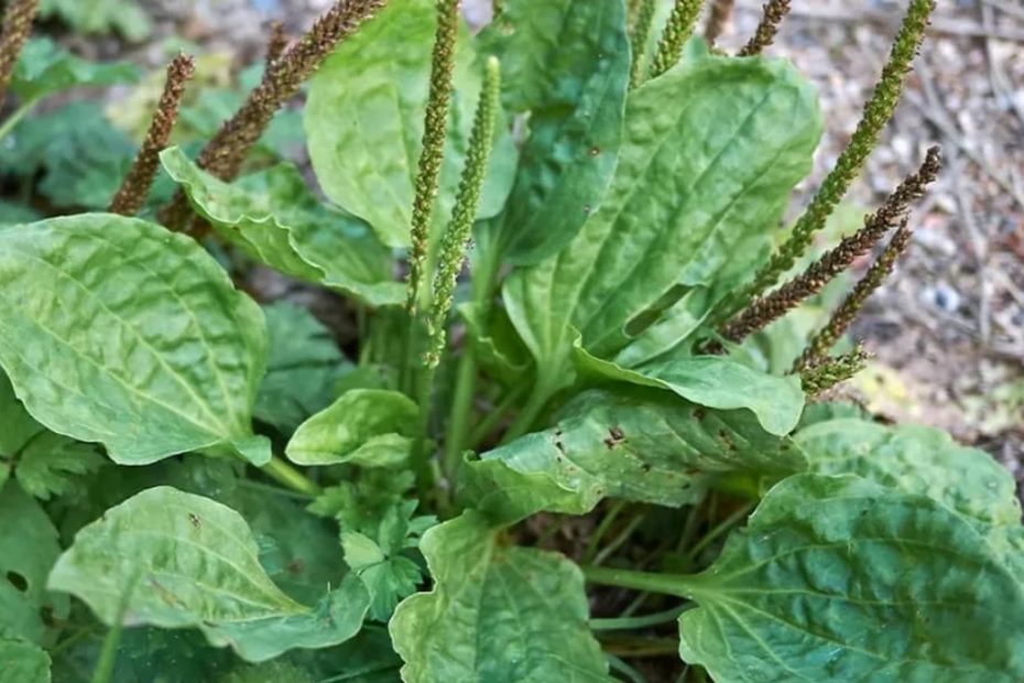 Essa planta não deve ser ignorada, conheça o poder maravilhoso desse presente da natureza