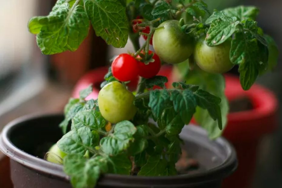 Aprenda a cultivar tomatinho cereja no vaso, gente ele da o ano todo